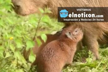 Capybara Surprises Zoo By Giving Birth To Additional Pups