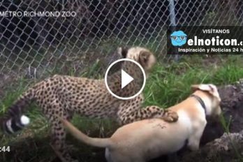 This cheetah and puppy are best buds