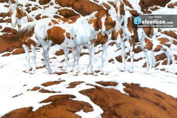 How many horses do you see in this gorgeous snow scene?