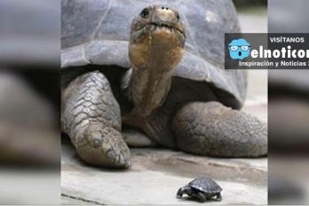 80-Year-Old Tortoise Becomes A First-Time Mom
