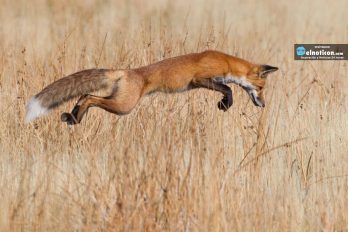 A Red Fox successfully pounces on prey