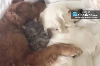 Watch 2 big dogs cuddle with their feline friend