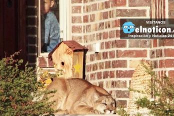 Family Almost Trips Over Mountain Lion On Their Doorstep