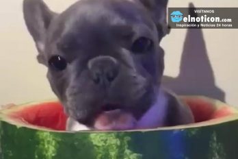 French Bulldog Pup Lives For Watermelon