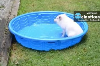Mini Pig Loves His Pool