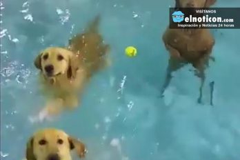 Swimming Pool For Dogs