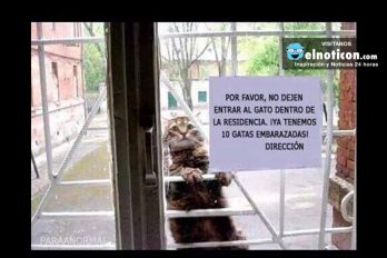 Por favor no dejen entrar al gato…