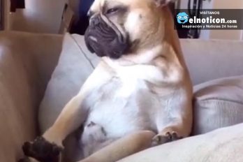Hilarious Dog Falls Asleep Sat Up