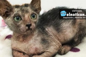 Stray Cat Gives Birth To Extremely Rare ‘Werewolf’ Kitten