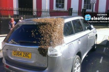 Enjambre de abejas persigue un auto por dos días para rescatar a su reina