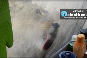 Woman Wakes Up To Lions Licking Water Off Her Tent