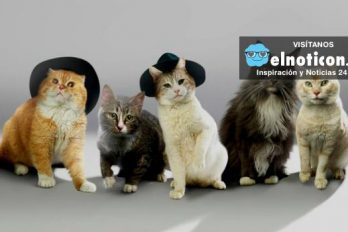 SHINyan, la banda de música conformada por gatos y que revoluciona el mundo ¡Son encantadores!