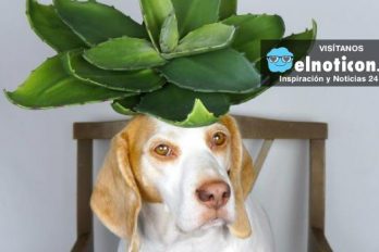 Él es Maymo, el perro más famoso de YouTube… Esta vez posa con plantas y flores en la cabeza
