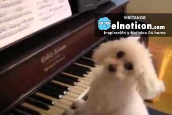 Mira el hermoso perro que canta y toca el piano ¡Toda una estrella!