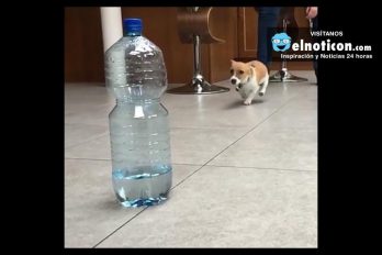 Dog Vs Water Bottle