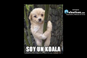 Soy un koala…