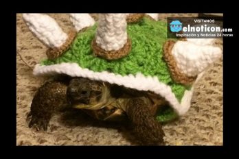 Tortoise Dressed As Bowser