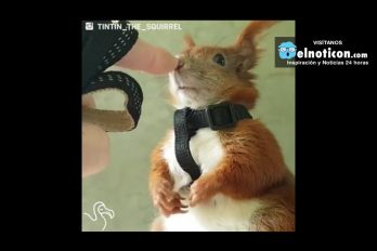 Man Rescues A Baby Squirrel And Shares His Life With Him