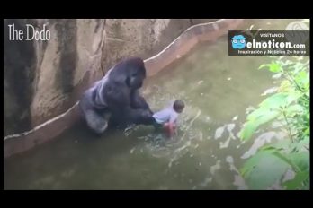 Experts Weigh In On Harambe’s Last Moments