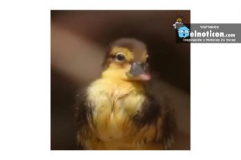 Rare Ducklings Hatched