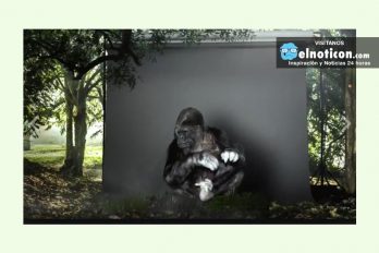 Koko, el gorila que habla con los humanos