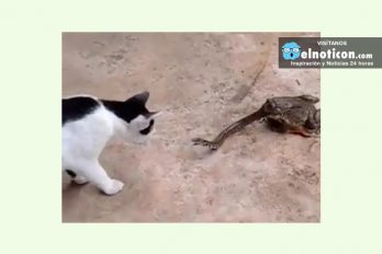 Un gato peleando con una serpiente que a su vez esta siendo devorada por un SAPO