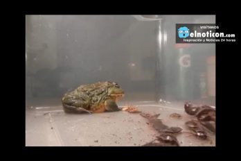 Giant African Bullfrog Eats Everything