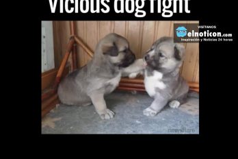 Vicious Dog Fight