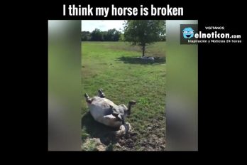Pinto The Horse Plays Dead