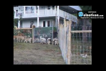 Rescue Dogs Go For Run At Their New Home