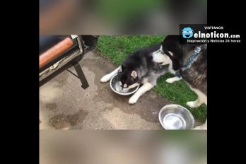 Husky Blows Bubbles In Her Water