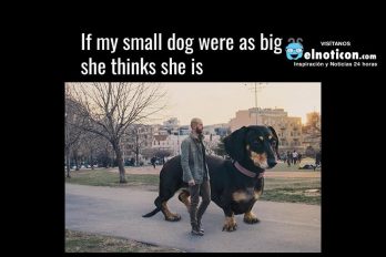 If my small dog were as big as she thinks she is