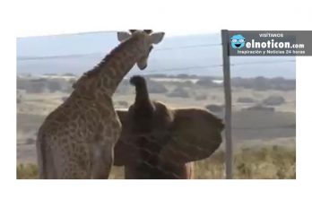 Look at this elephant booping a giraffe