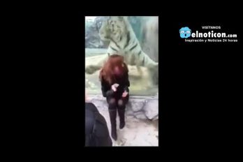 This tiger just tried to stalk and attack a woman at a zoo in Russia