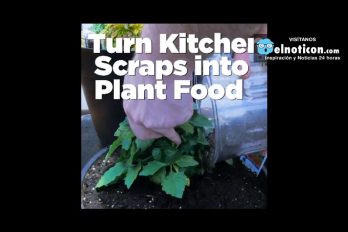 Kitchen Scraps into Plant Food