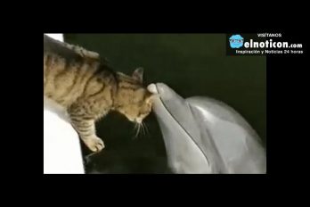Cat and dolphin are best friends