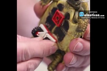 This Turtle Has a lego Wheelchair