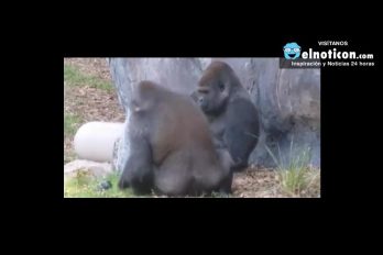 Gorilla Gives His Mate The Finger