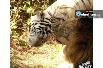 Este león perdió su gloriosa melena para poder estar con el amor de su vida: una tigresa blanca
