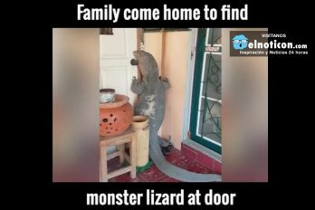 Family come home to find monster lizard at door