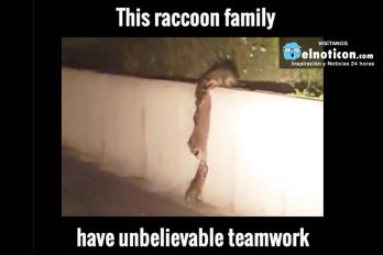 Raccoon Family Have Unbelievable Teamwork