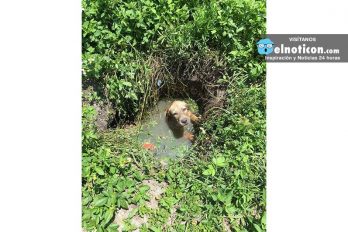 Cop Rescues Dog Who Fell Down A Drain — And Becomes His Dad