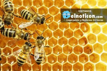 ¿Qué pasaría si se extinguieran las abejas? Quedarás con la boca abierta