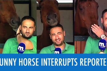 Este caballo se robó el show al interrumpir a un periodista