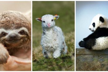 10 animales bebés que llenarán tu día de ternura ¡Aawww!