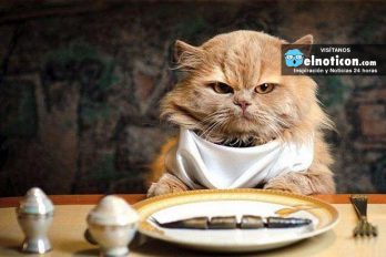 ¿Amas los gatos? 5 alimentos que tu gatito jamás debe comer