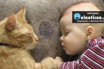Gatos y bebés un amor 100% contagioso ¡Quedarás enamorado!