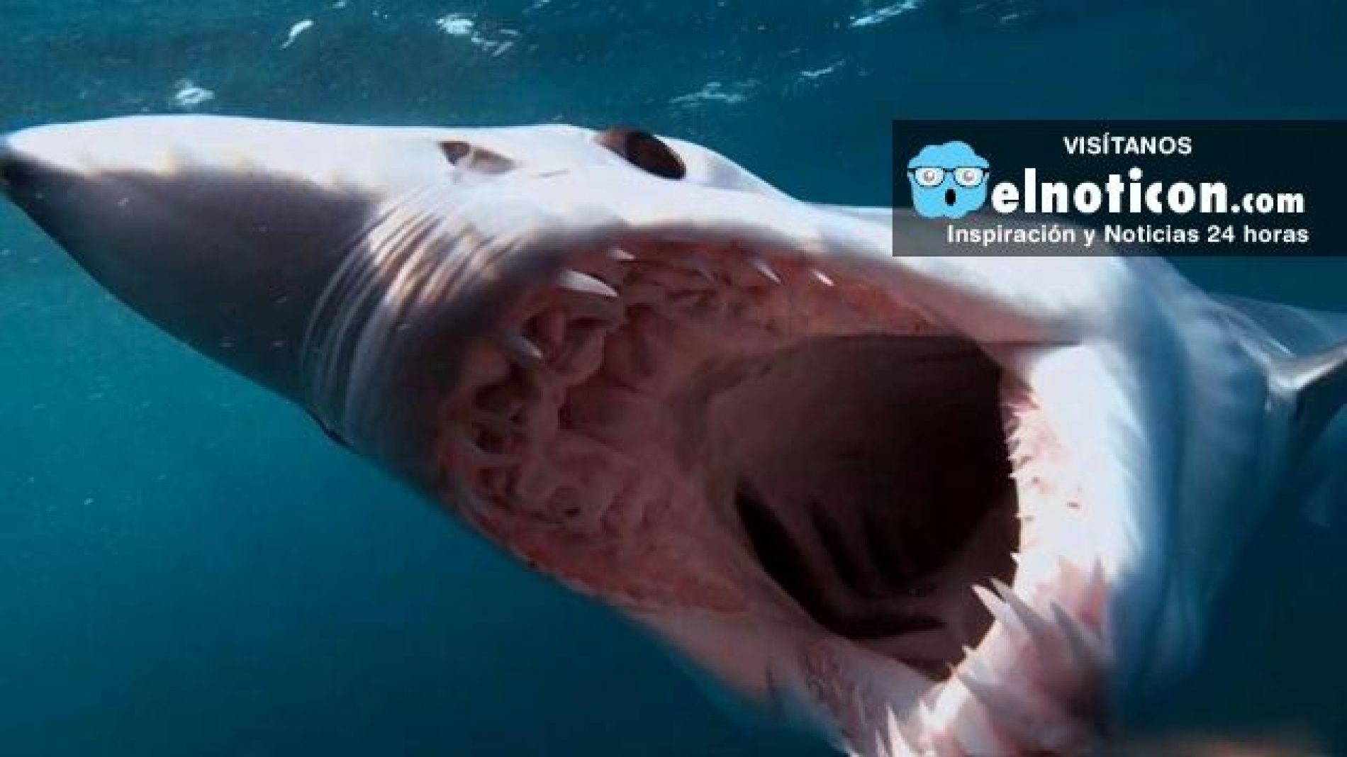 top-10-weird-sharks-elnoti