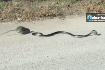Video capta la feroz lucha de una madre rata por salvar a su cría de ser devorada por una serpiente