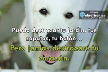 Puedo destrozar tu jardín, tus zapatos, tu balón…